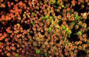 刺果蘚科 刺果蘚科