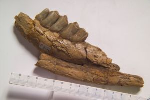 小古長頸鹿 小古長頸鹿