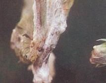 豌豆苗核病 豌豆苗核病