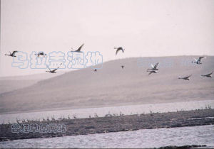 烏拉蓋沼澤區 烏拉蓋沼澤區