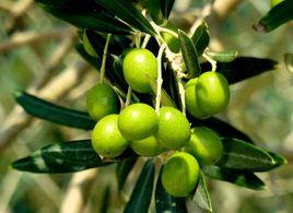 金堂油橄欖 金堂油橄欖