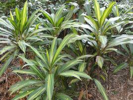 金心巴西鐵 金心巴西鐵