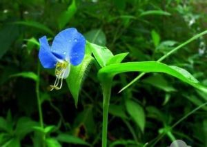 雲南帽蕊草 雲南帽蕊草