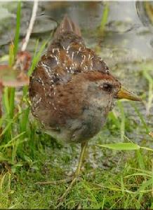 黑臉田雞 黑臉田雞