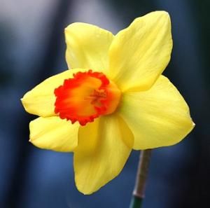 紅口水仙 紅口水仙