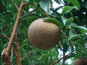 肖糙果茶 肖糙果茶