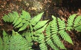 腺脈毛蕨 腺脈毛蕨