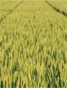 小麥原種 小麥原種