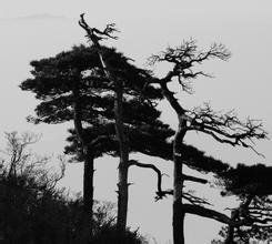 傲然挺立 傲然挺立