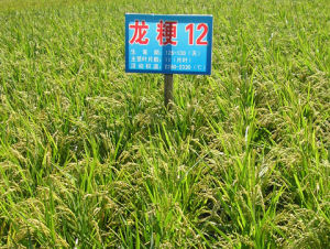 龍粳12號 龍粳12號