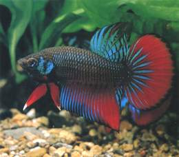 海洋寵物:鬥魚欣賞(圖)