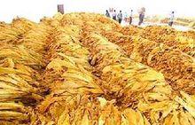 濯水鎮烤菸產業