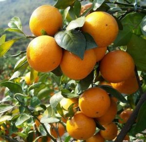 南風蜜桔 南風蜜桔