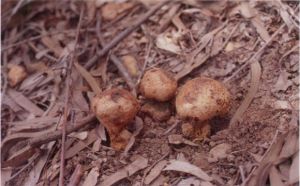 多瓣革菌 多瓣革菌