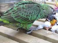 黑翅鸚哥 黑翅鸚哥