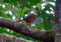 白頭歌鵖 白頭歌鵖