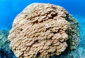 扁縮濱珊瑚