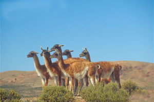 原駝指名亞種 原駝指名亞種