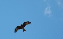 我喜歡飛翔 我喜歡飛翔