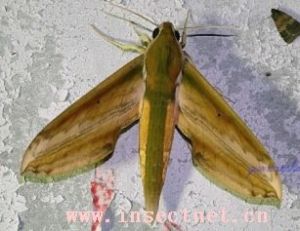 綠背斜紋天蛾 綠背斜紋天蛾