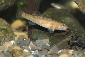 矛溝鰕虎 矛溝鰕虎