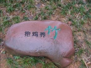 抱雞養竹