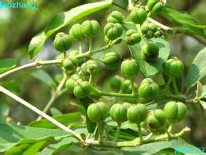 海南巴豆 海南巴豆