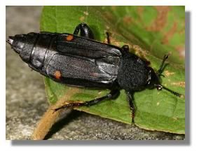 橙斑埋葬蟲 橙斑埋葬蟲