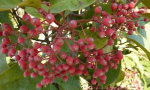 中華石楠果 中華石楠果