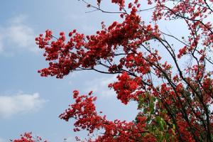 光柱淡黃杜鵑 光柱淡黃杜鵑