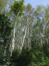 大青楊 吉林臨江