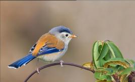 藍翅希鶥 藍翅希鶥