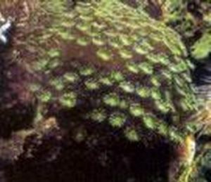 茉莉石珊瑚