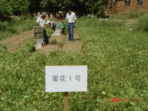莆花1號 莆花1號