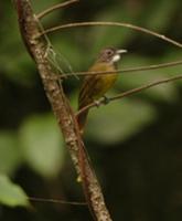 東須冠鵯 東須冠鵯