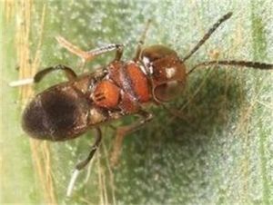 刻腹小蜂科 刻腹小蜂科