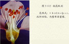 蝶形花科 蝶形花科