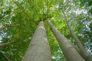 香膠木葉 香膠木葉