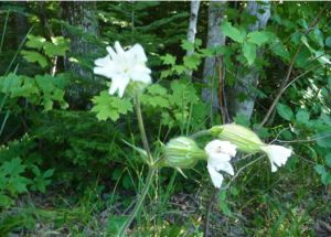 污色蠅子草 污色蠅子草