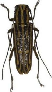 黃紋小筒天牛 黃紋小筒天牛