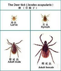 草爬子蟲 草爬子蟲