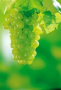 米勒葡萄