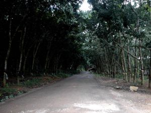 曼亮傘代村 曼亮傘代村