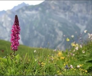 九頂山的野花——大衛馬先蒿