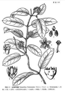 廣西杯冠藤 廣西杯冠藤