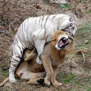 獅虎獸——母虎和雄獅結合的產物
