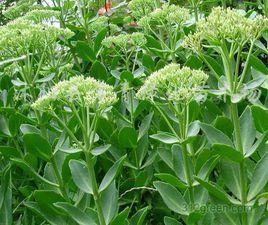 多花景天三七[多花景天三七]