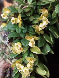 歪頭盆距蘭 歪頭盆距蘭