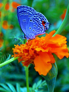 《蝶戀花》[李清照作品]