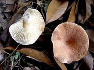 條緣鵝膏菌 條緣鵝膏菌